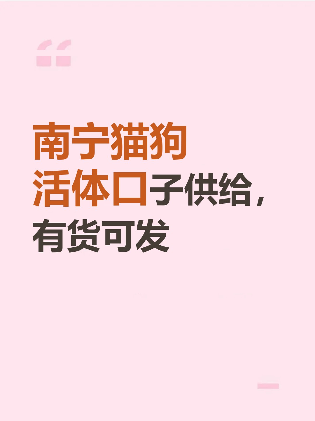 南宁猫狗活体口子供给，有货可发-云仓汇